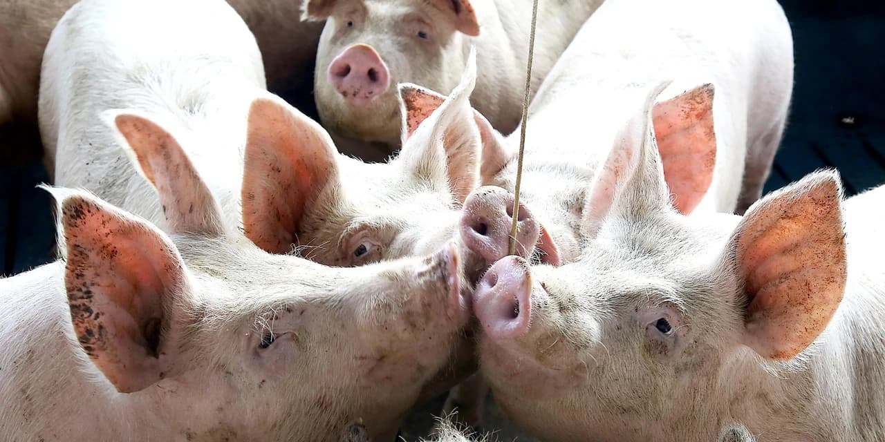 Paraná tem nove cidades na liderança da produção agropecuária nacional