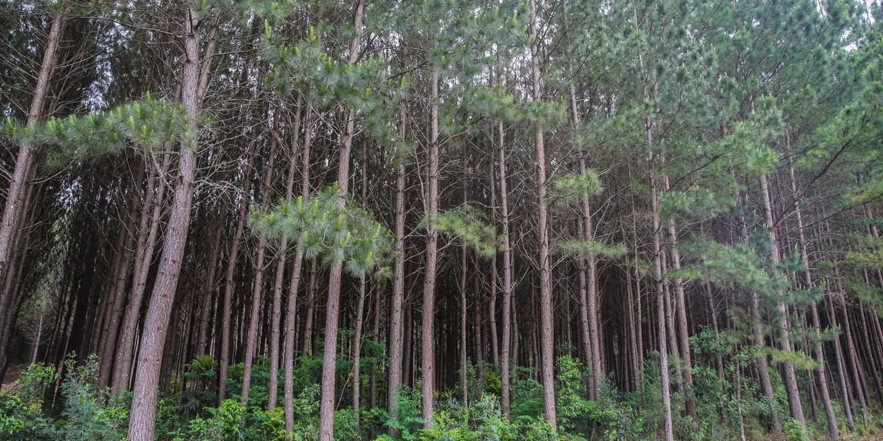 Paraná lidera a produção nacional de lenha e produtos alimentícios da silvicultura