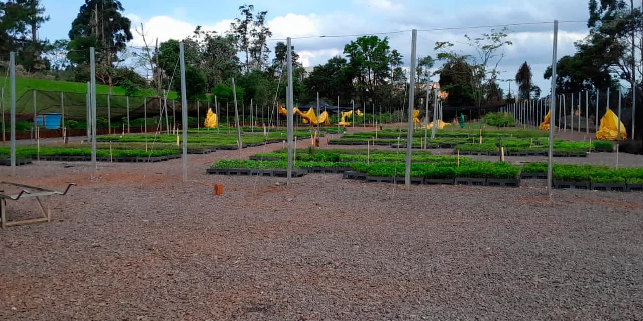 IAT reabre viveiro florestal de Cascavel após danos causados por chuvas e tornado