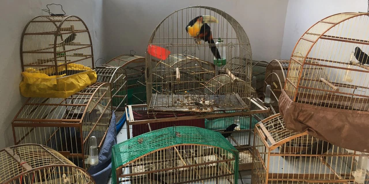 IAT resgata 20 aves silvestres vítimas de maus-tratos em Rio Branco do Sul