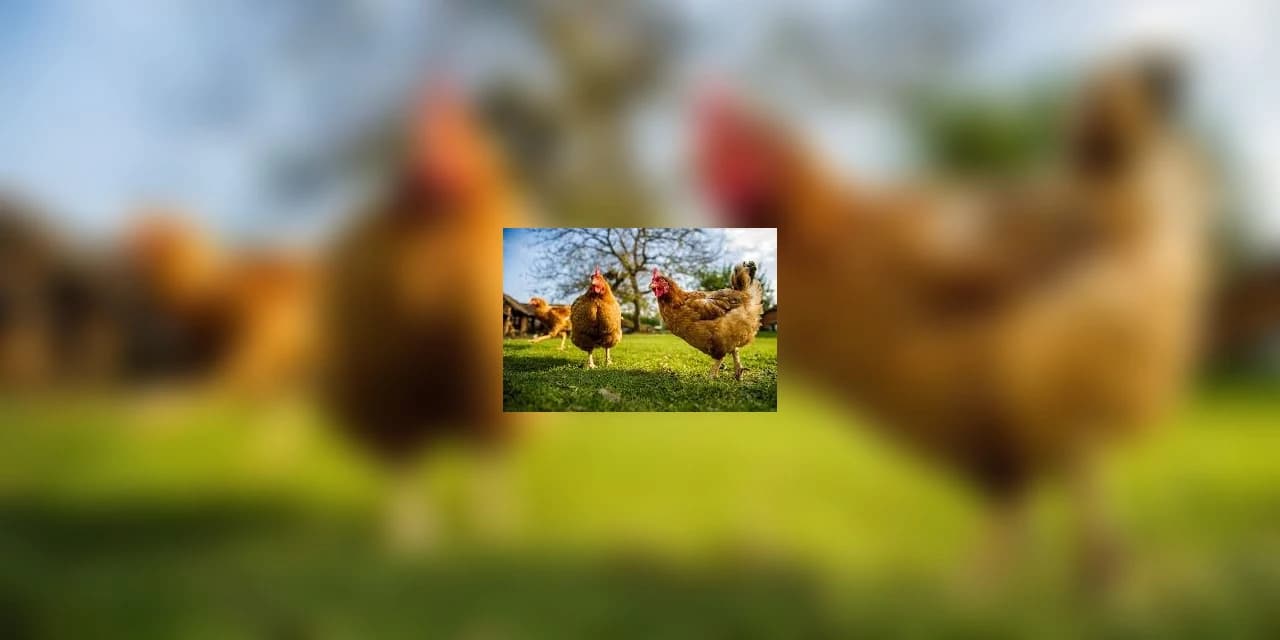 Em Inácio Martins oito galinhas foram furtadas de uma propriedade