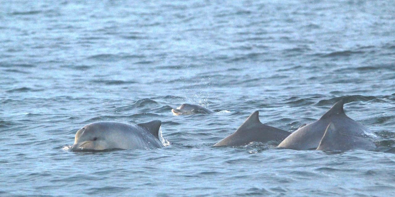 Trabalho do IAT mostra que revitalização da orla de Matinhos não impacta a fauna