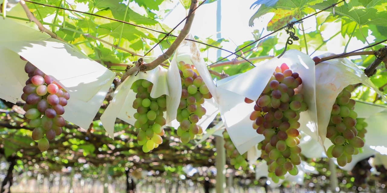 Boletim da Secretaria da Agricultura detalha impacto do El Niño na produção paranaense