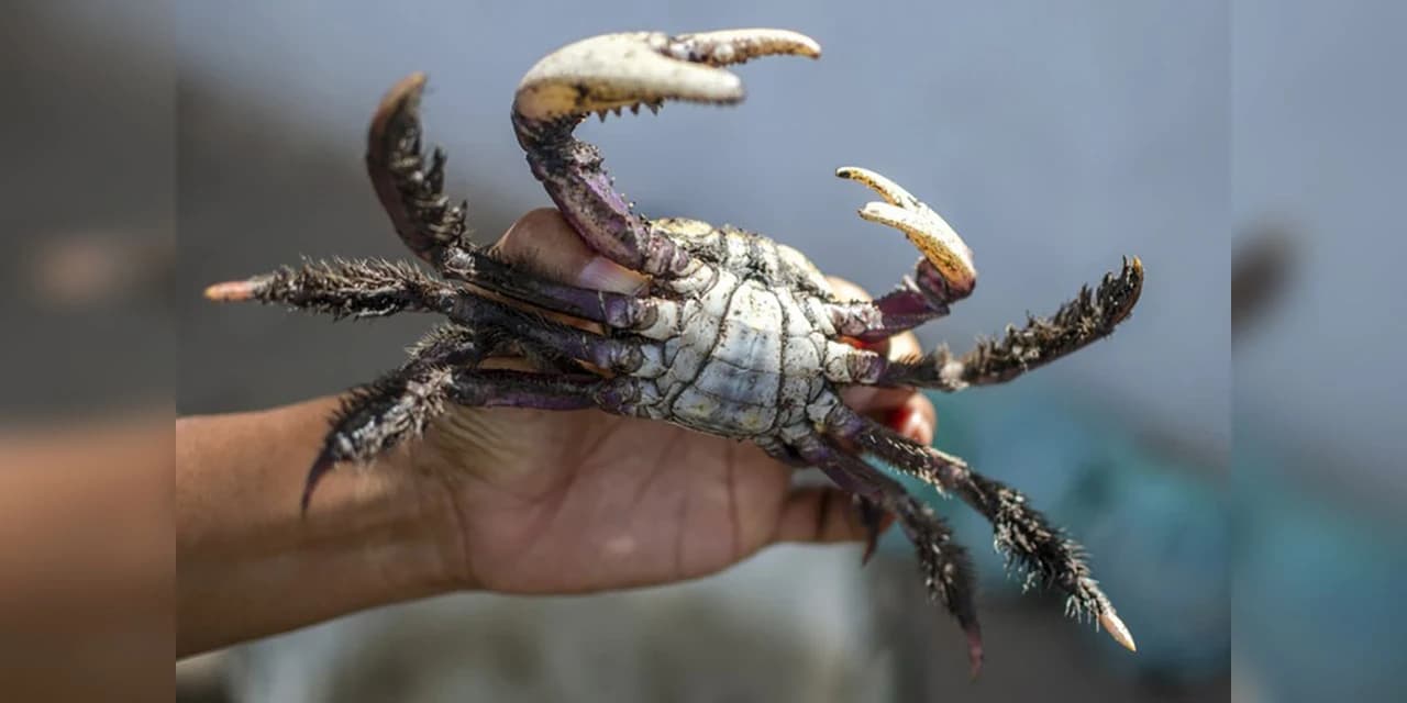 Com restrições, IAT autoriza captura do caranguejo-uçá a partir desta sexta-feira