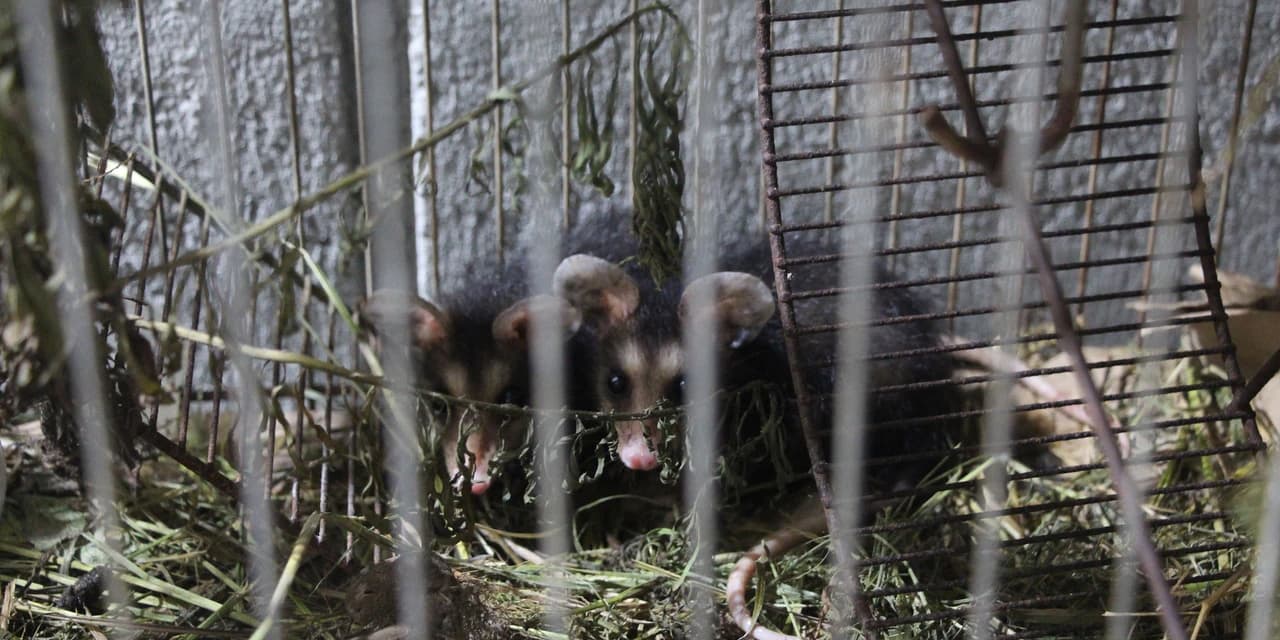 Pronto atendimento do IAT ajuda a salvar vida de animais silvestres no Litoral