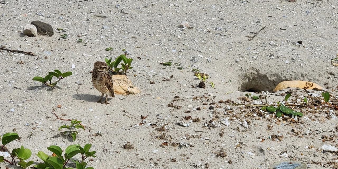 Com revitalização da orla, corujas e caranguejos renovam fauna de Matinhos