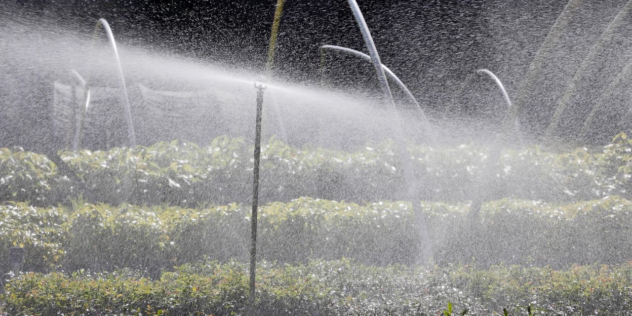 Com distribuição recorde, Paraná vai alcançar 10 milhões de mudas plantadas em 2024
