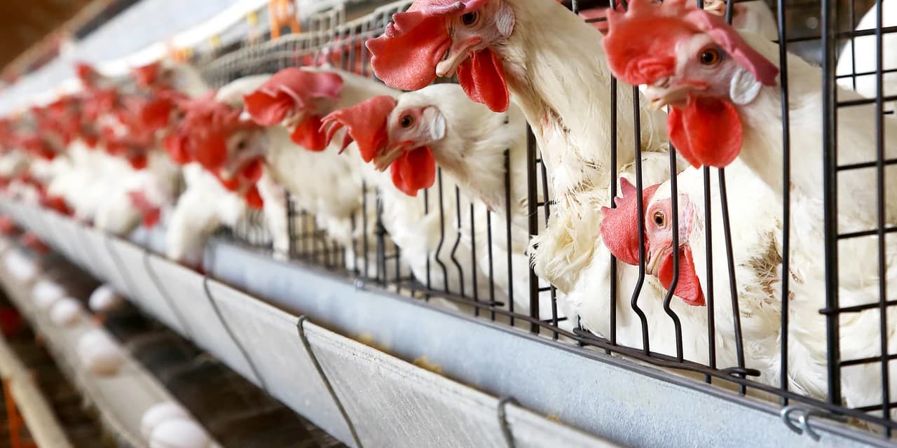 Secretários da Agricultura pedem ao Ministério rigor nas regras contra influenza aviária