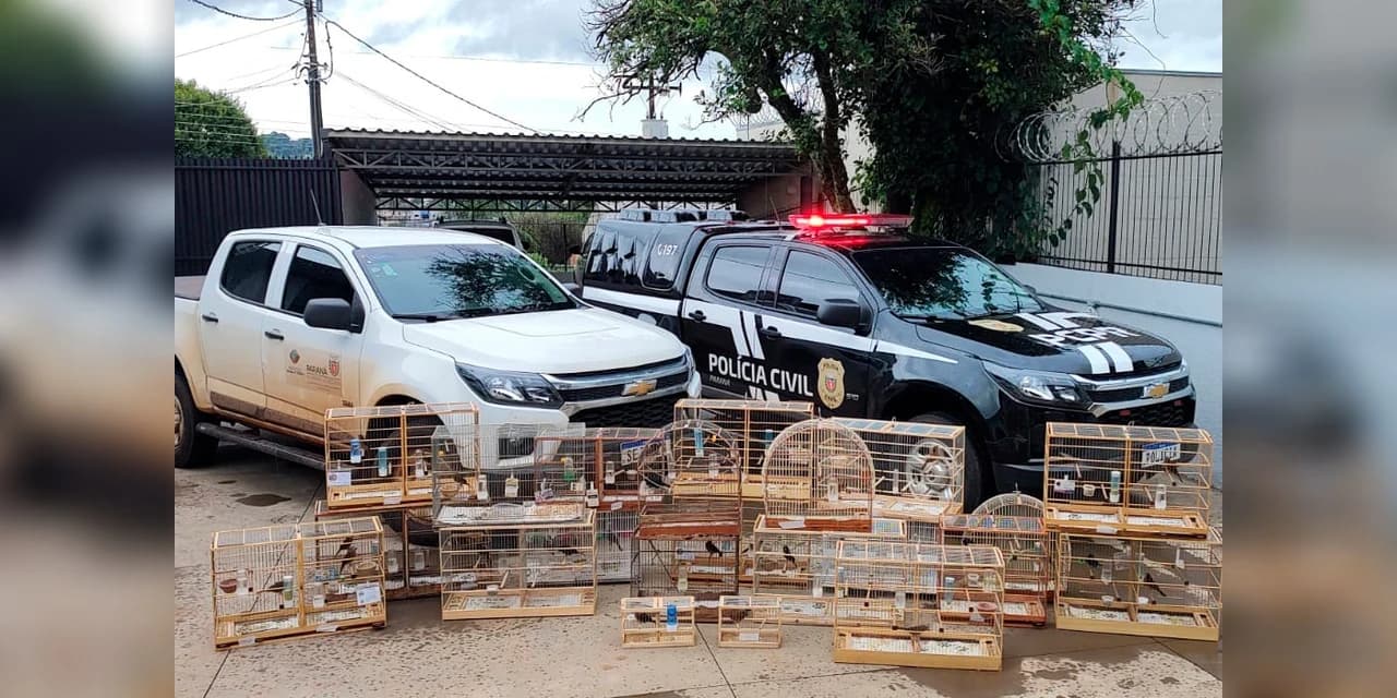 IAT de Pato Branco resgata 39 aves da espécie Azulão em criadouro irregular