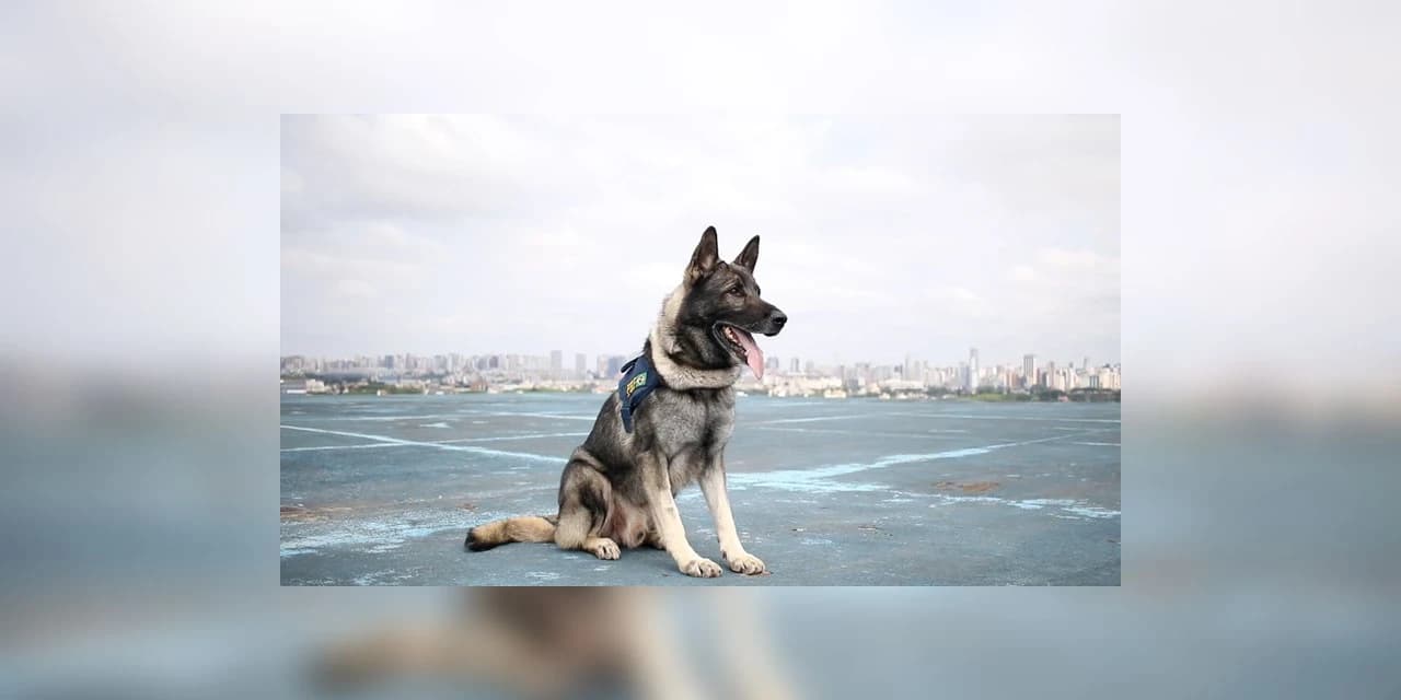 PRF busca tutor para cão policial aposentado