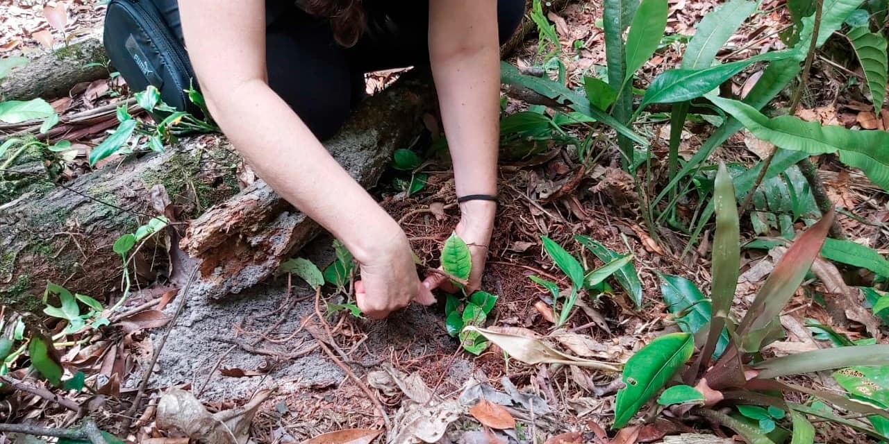 IAT inaugura primeiro arboreto em Unidade de Conservação no Litoral do Paraná