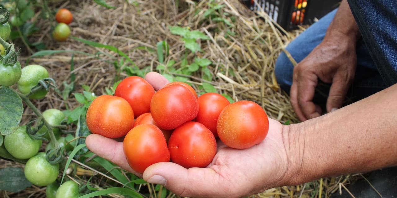 Tecpar orienta população a identificar produtos orgânicos não certificados