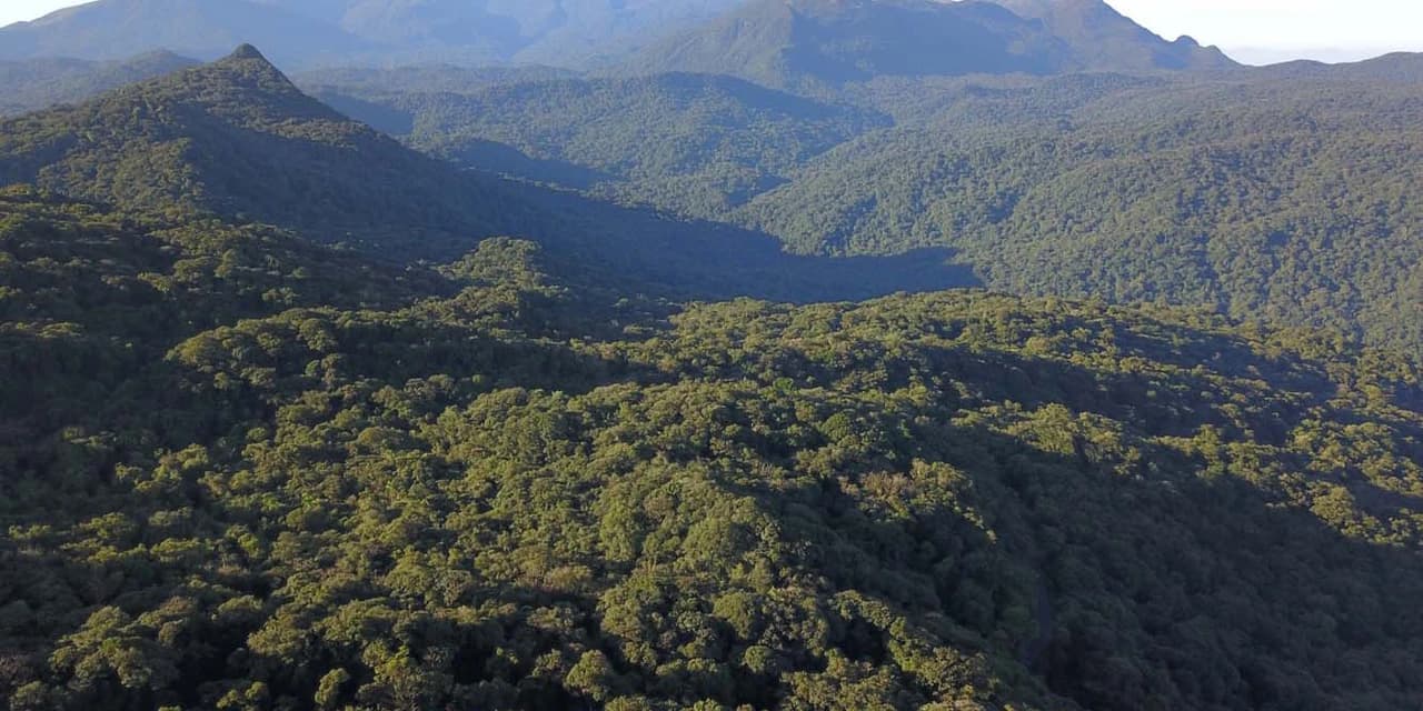 IAT indica redução de 71,5% na área de Mata Atlântica desmatada em 2023
