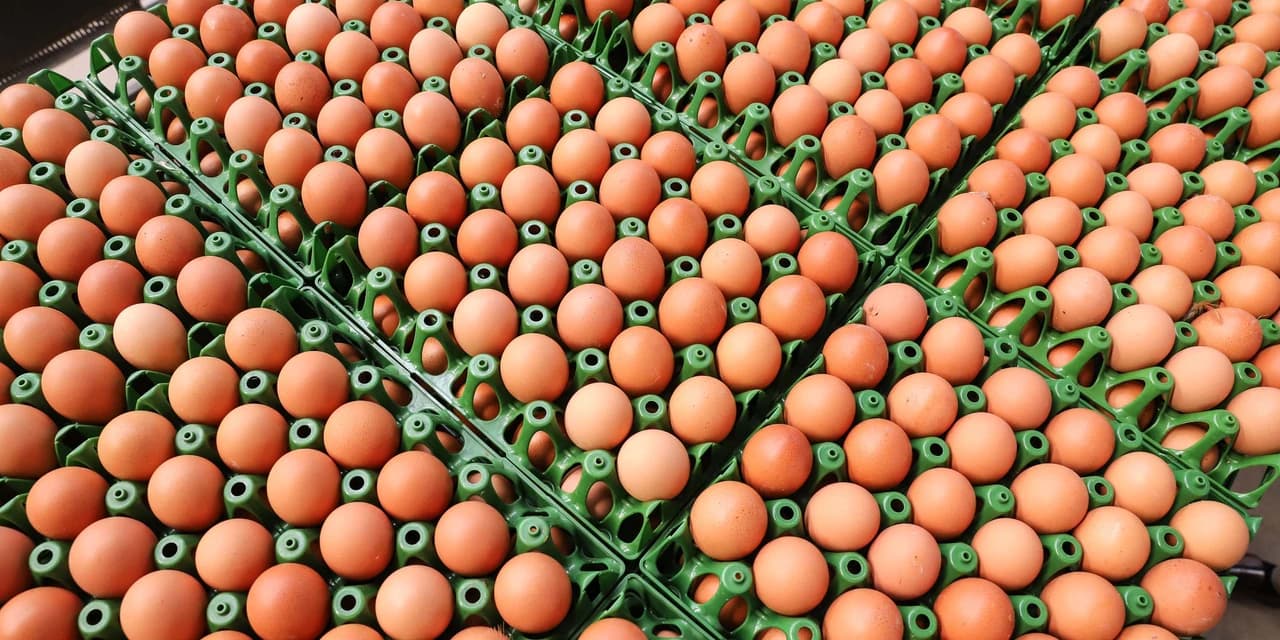 Produção de ovos do Paraná cresce 72% em uma década e mercado segue em expansão