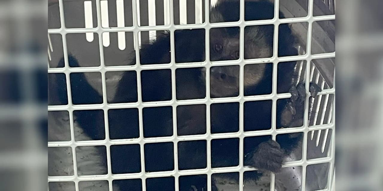 IAT de Pitanga resgata macaco-prego e devolve gambá-de-orelha-branca à natureza