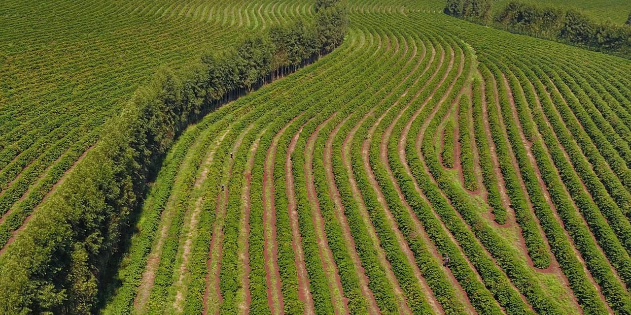 Paraná pode produzir até 750 mil sacas de café em 172 municípios em 2024, aponta boletim