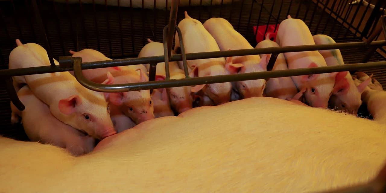 Suinocultura do Paraná tem predominância do modelo integrado com agroindústrias