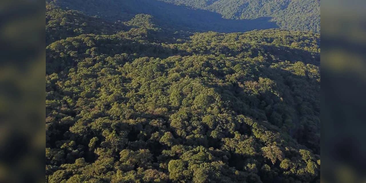 Paraná reduz em 70,7% o desmatamento ilegal, melhor índice do País, aponta MapBiomas