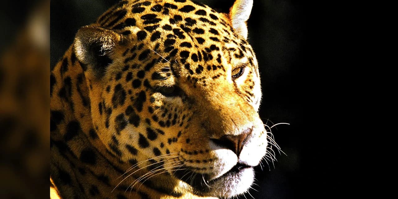 Com 108 novos animais, governo atualiza Lista de Espécies da Fauna Ameaçada