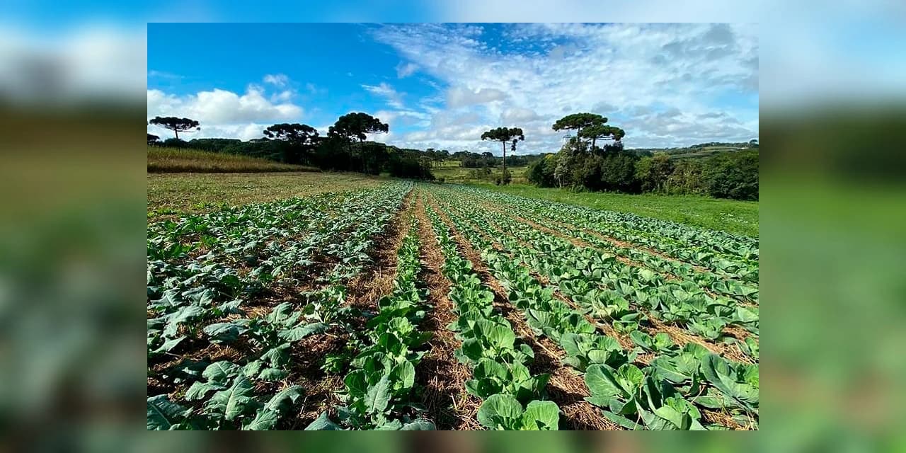 4ª edição do Prêmio Orgulho da Terra inclui boas práticas da Hortifruticultura