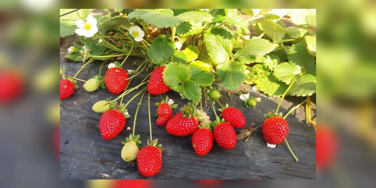 Boletim do Deral analisa variação de preços das frutas vendidas nas Ceasas do Paraná