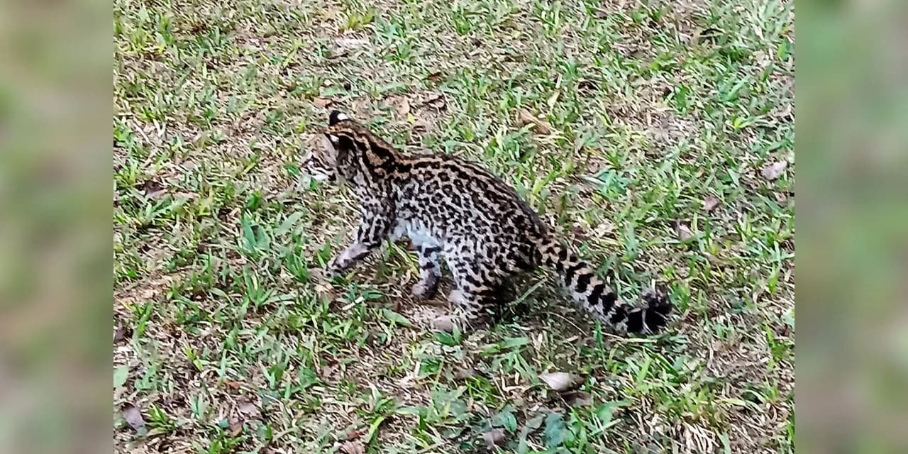 IAT solta gato-do-mato-pequeno e fecha cativeiro irregular de aves; veja o vídeo