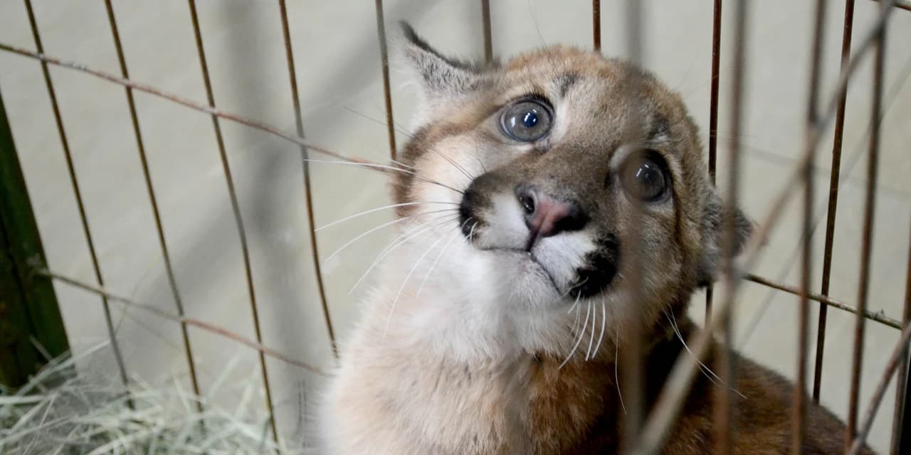 CAFS fecham o primeiro semestre com 1.099 atendimentos à fauna silvestre