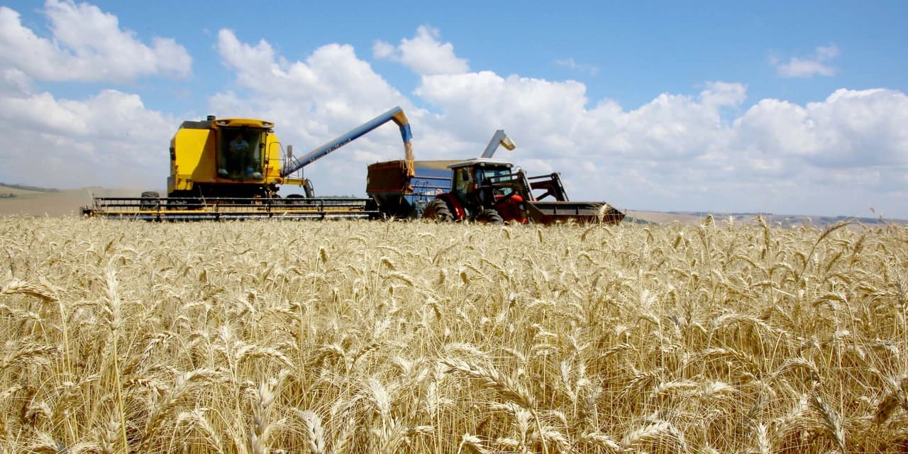 Produção de trigo deve alcançar 3,61 milhões de toneladas na atual safra no Paraná