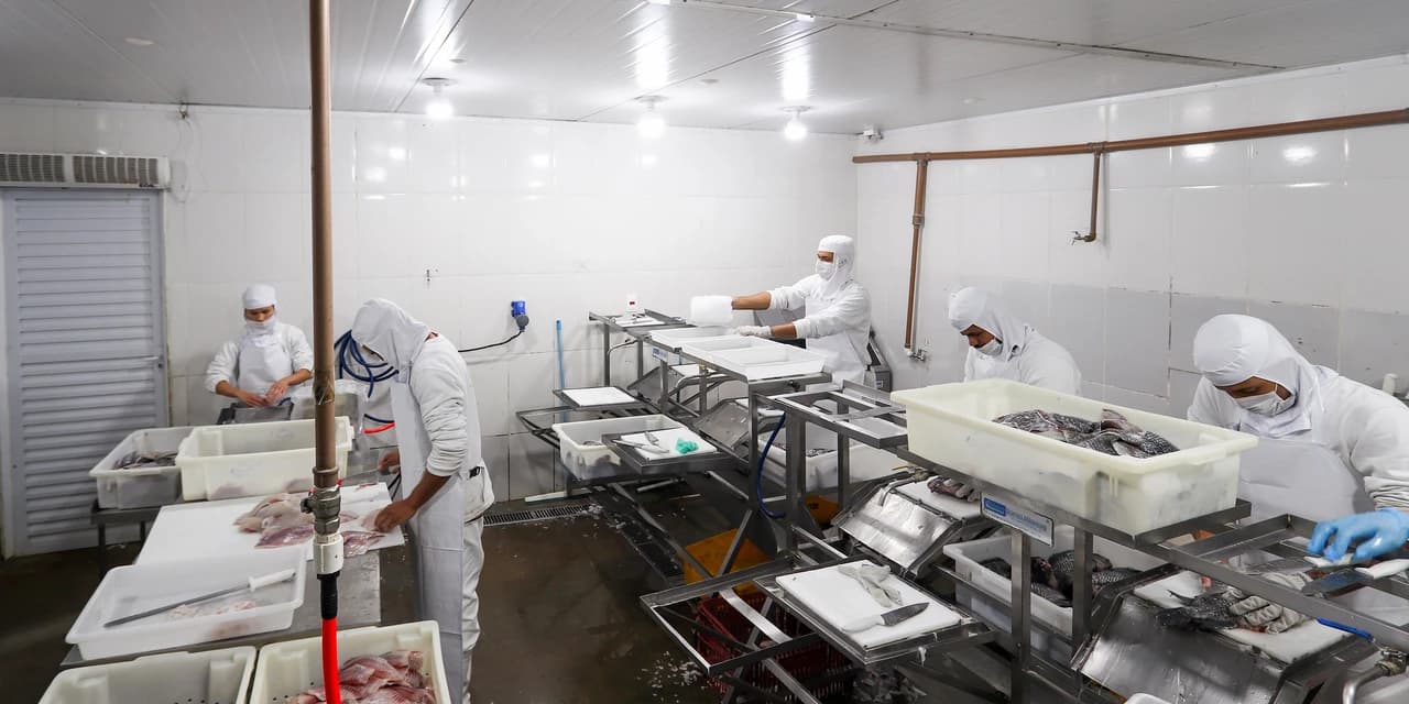 Com tilápia em alta, exportação paranaense de pescados cresceu 20% no 1º semestre
