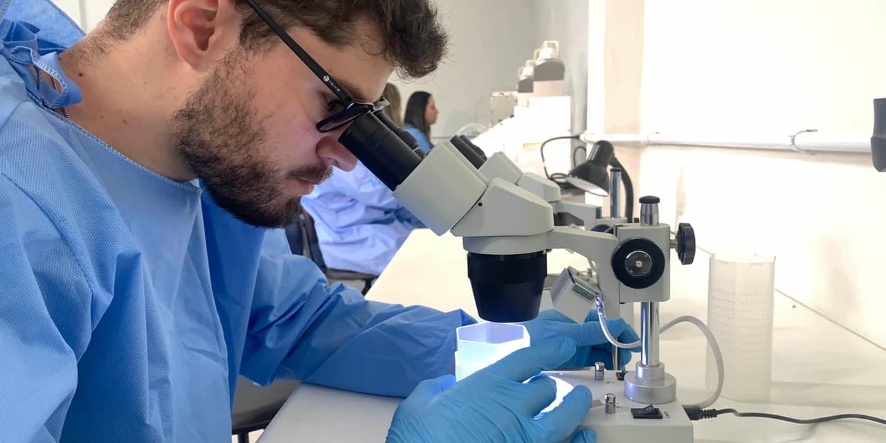 58 milhões de wolbitos devem ajudar Londrina no combate à dengue e arboviroses
