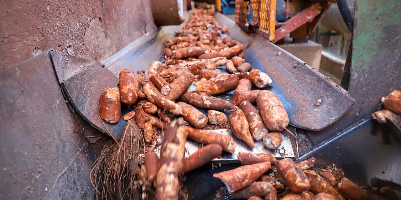Boletim analisa preço da mandioca e condições de cultivo de trigo e cevada no Paraná