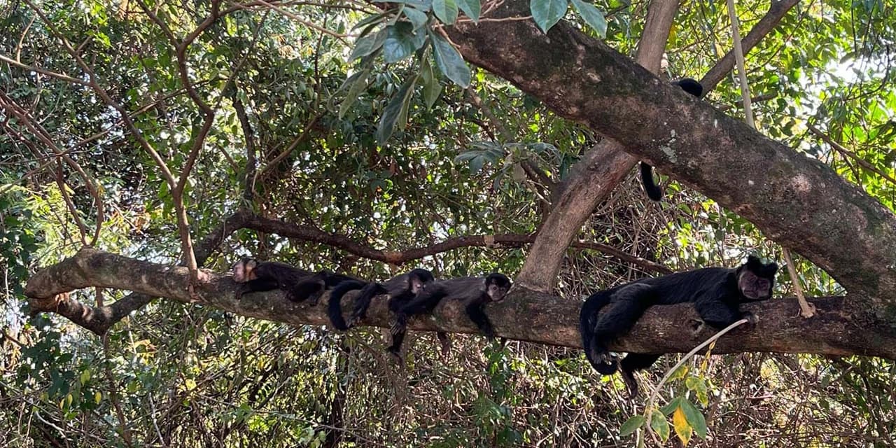 IAT cria metodologia para reestabelecer fauna em área incendiada no mês passado