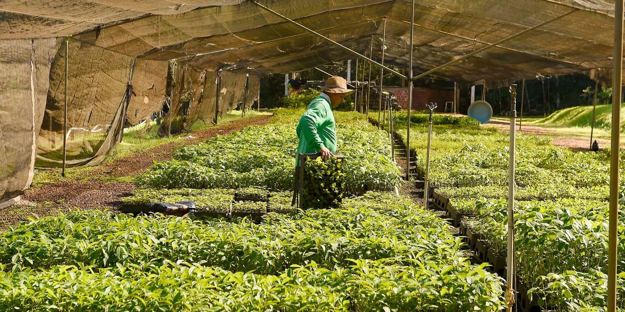 Semana da árvore: com nova ação, Estado alcança 10 milhões de mudas distribuídas desde 2019