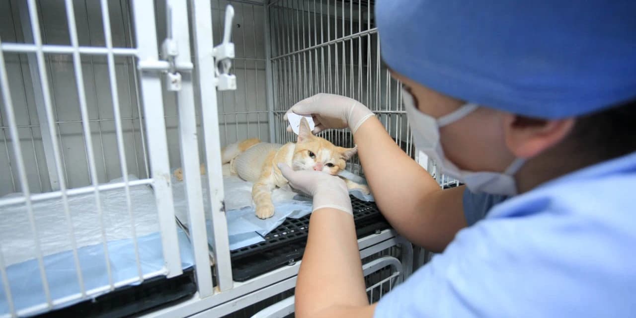 4º ciclo do Castrapet começa em novembro e vai atender 35 mil animais