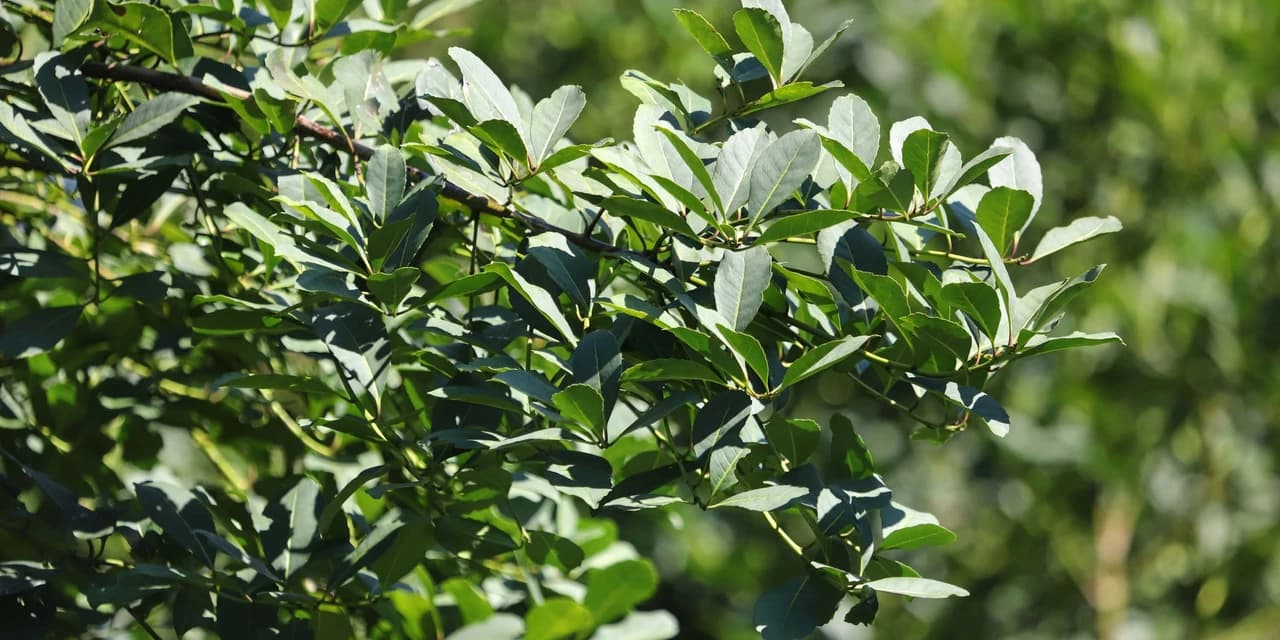 Com protagonismo da erva-mate, Paraná é destaque nacional na produção florestal
