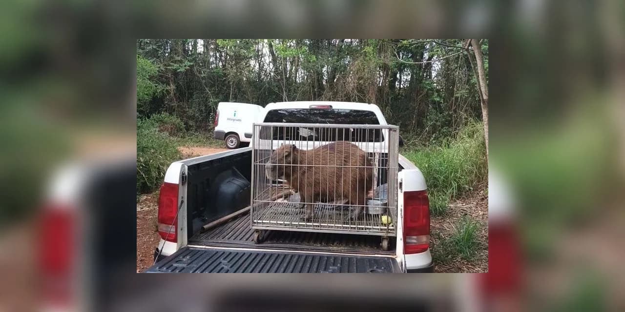 Instituto Água e Terra devolve capivara e gato-mourisco à natureza
