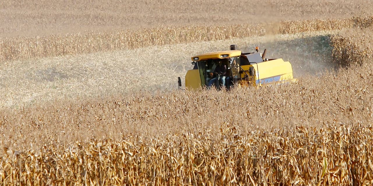 Produtores de milho do Paraná têm melhor remuneração em outubro, aponta boletim do Deral
