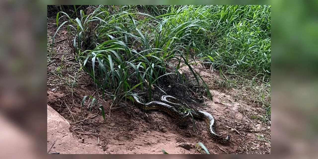 Em Umuarama, técnicos do IAT devolvem à natureza jiboia com 1,6 metro