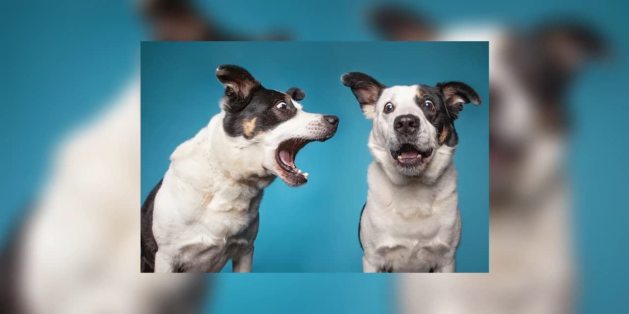 Animais domésticos terão direito a RG com cadastro nacional