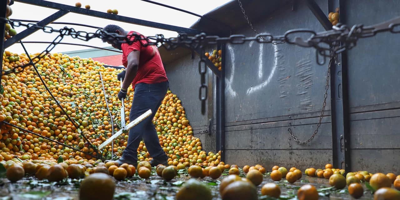 Exportações de frutas do Paraná crescem 33% e chegam a US$ 14 milhões em 2024