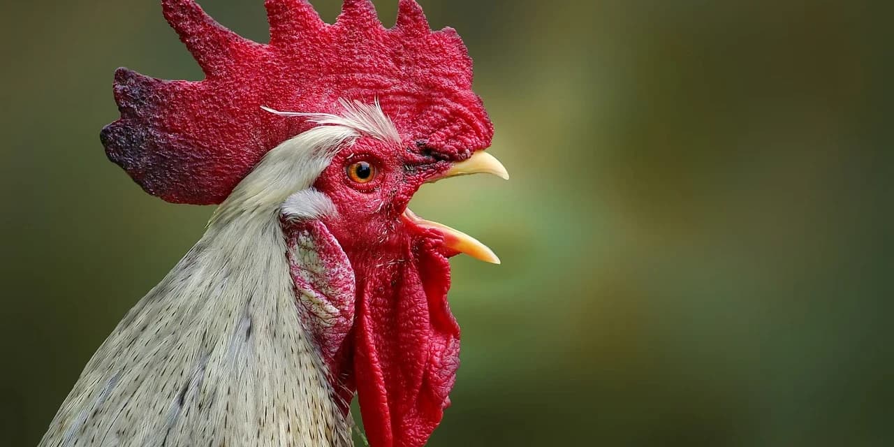 Polícia verifica uma possível situação de maus tratos a um"galo"em Imbituva