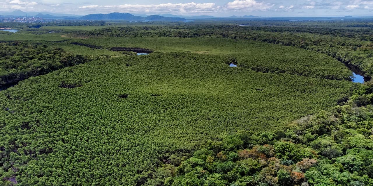 Queda no desmatamento: confira as regiões do Paraná que mais se destacaram em 2024
