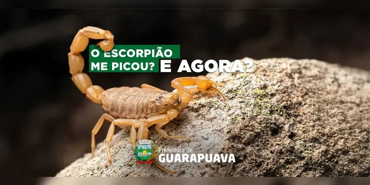 Com o aumento de escorpiões no verão, prefeitura de Guarapuava orienta sobre como evitar acidentes