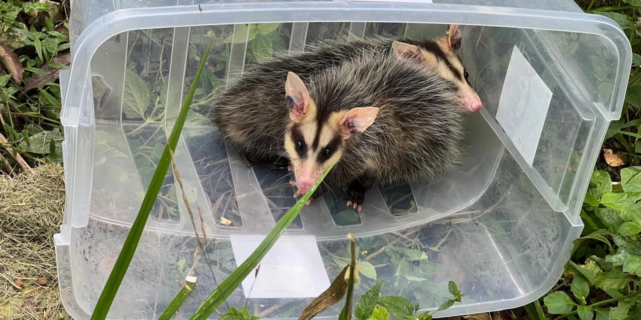 IAT devolve à natureza gambás-de-orelha-branca reabilitados em programa de voluntariado
