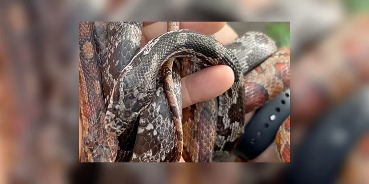 PCPR prende homem por tráfico de animais e apreende 215 aves exóticas e cobras em Imbituva