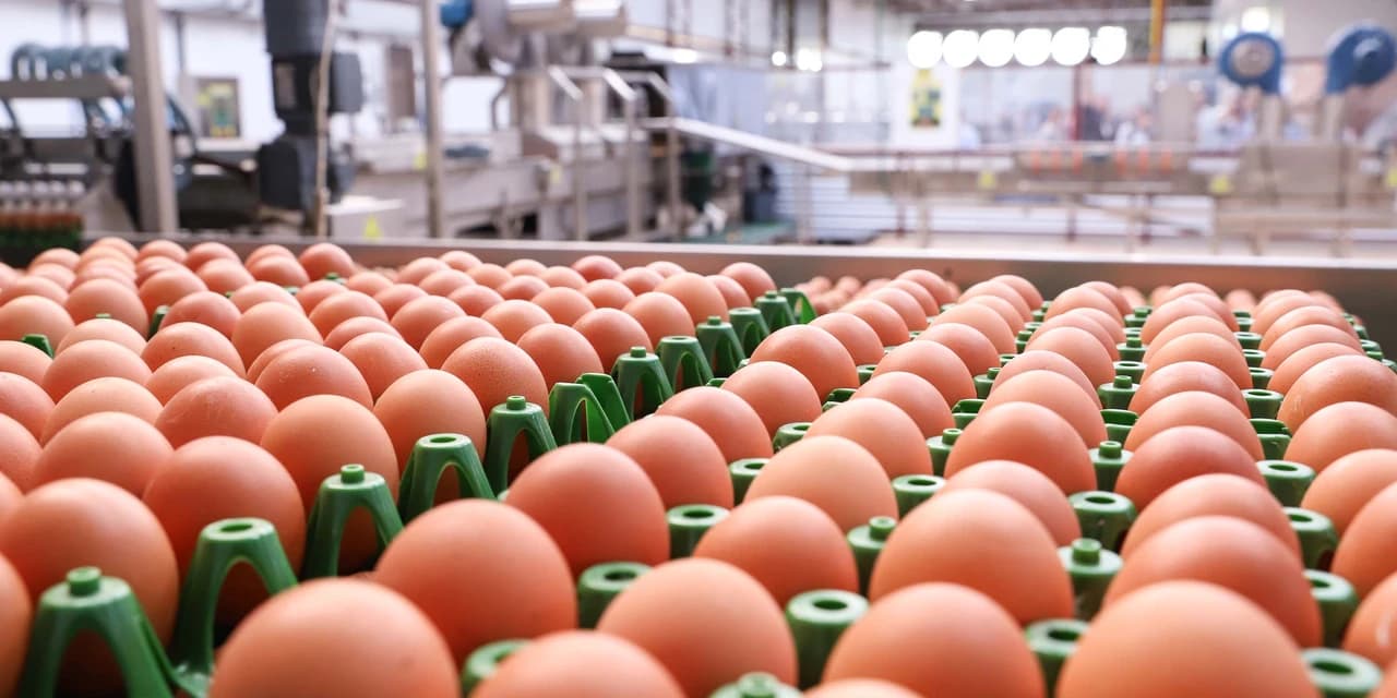 202 milhões de dúzias: produção de ovos para consumo cresce 5,7% no Paraná em 2024