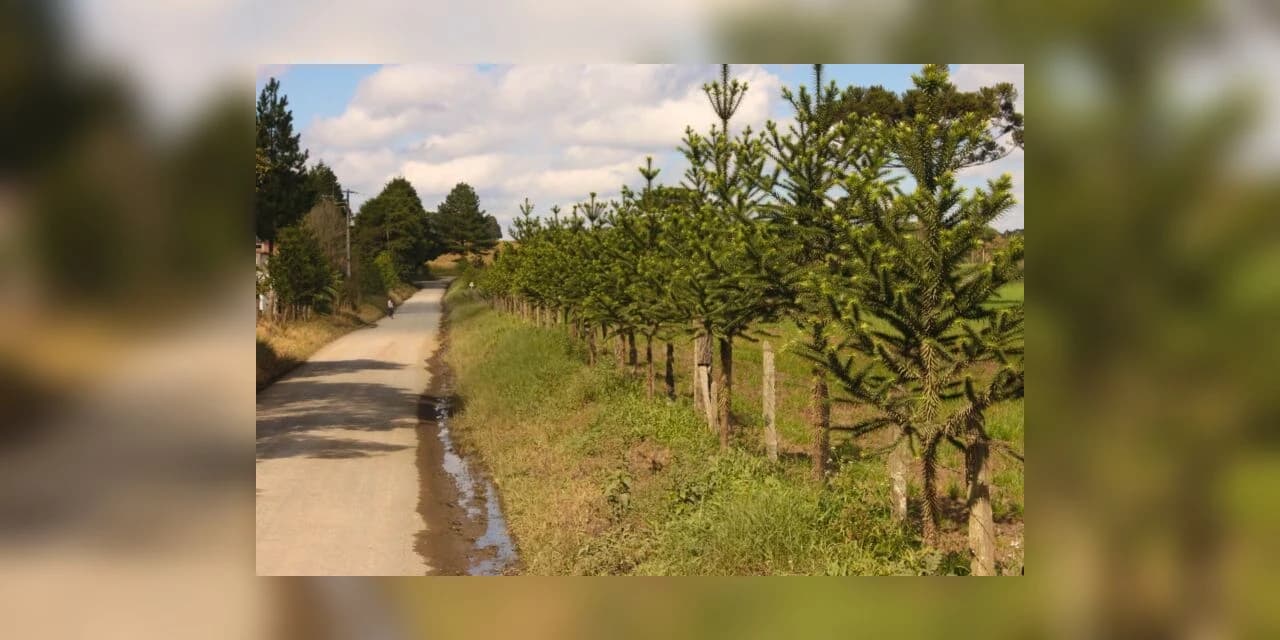 Imbituvão: projeto da Unicentro ajuda a mapear riquezas e potenciais florestais do Paraná