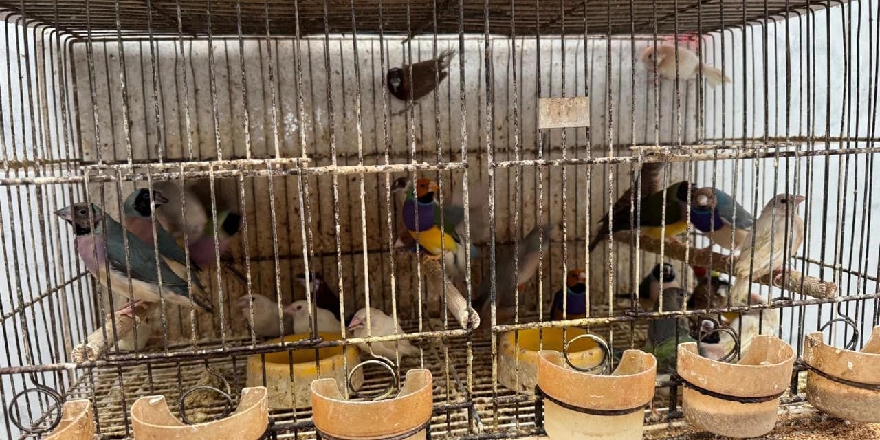 Abril Laranja: maus-tratos de animais não se limitam à agressão física, alerta PCPR