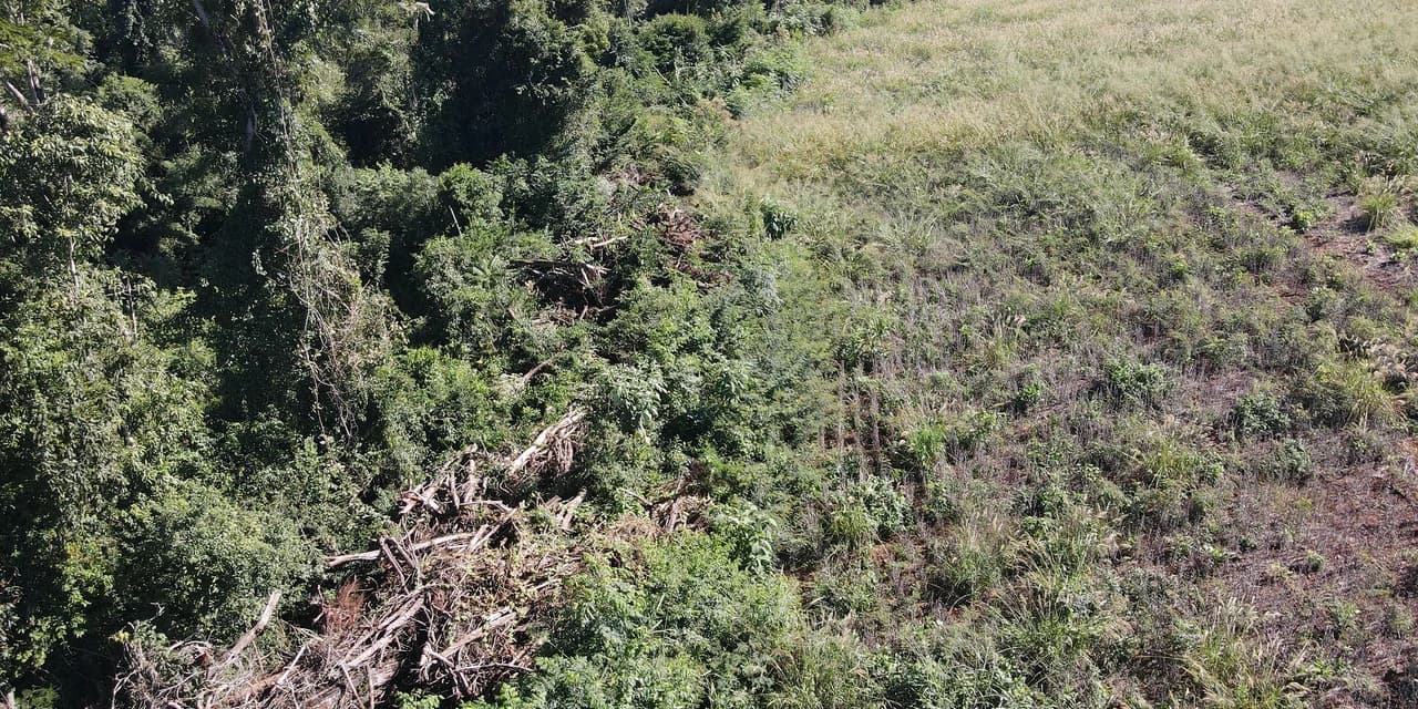 IAT aplica R$ 2,2 milhões em multas em megaoperação de combate ao desmatamento