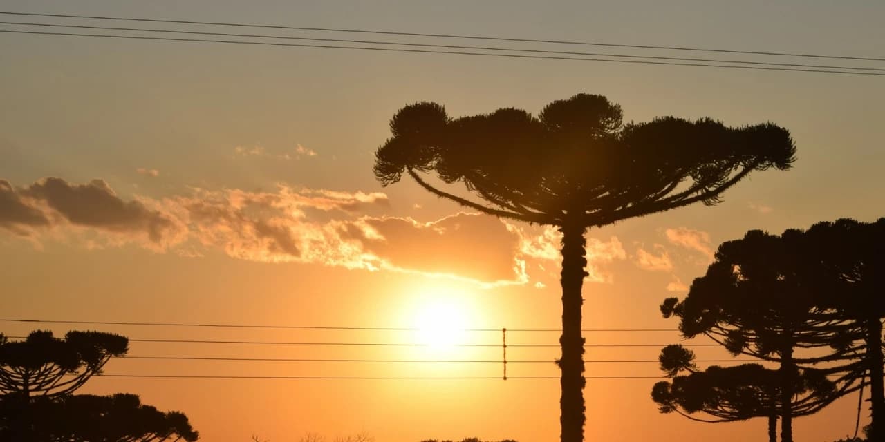 Copel alerta para riscos de acidentes com a rede elétrica na colheita do pinhão